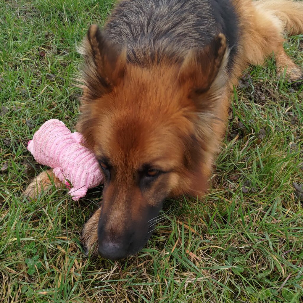 Il cane da pastore tedesco Africa riposa tranquillamente sull'erba accanto al suo giocattolo di peluche rosa, rappresentando il benessere emotivo e il rispetto dei bisogni individuali nel cane.
