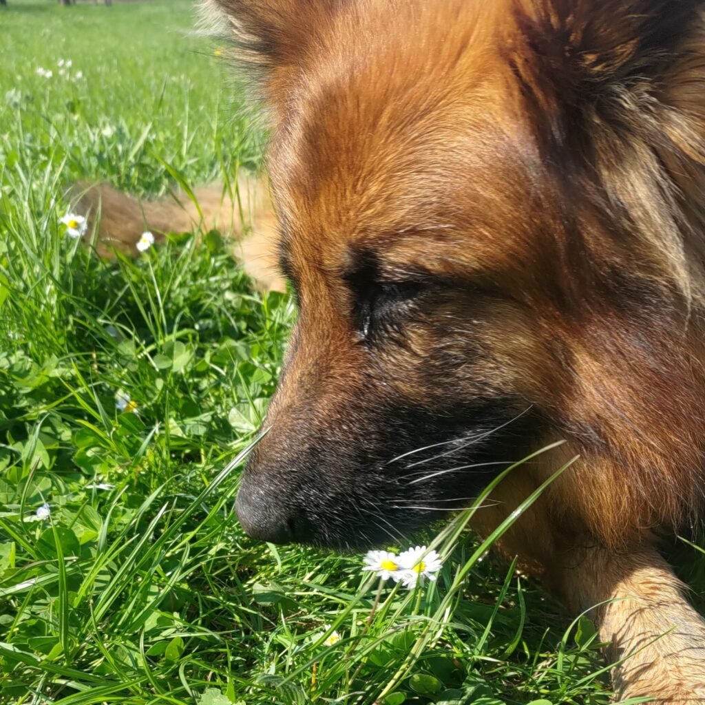 Un primissimo piano del profilo del cane Pastore Tedesco Africa, sdraiato in mezzo a un prato verde e rigoglioso, mentre avvicina delicatamente il muso ad alcune margherite bianche.