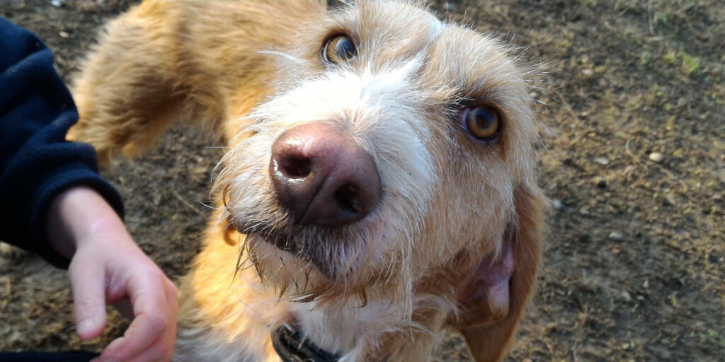 Un primissimo piano stretto e dall'alto del muso e degli occhi ambrati del cane Baffo, un derivato spinone a pelo duro marrone chiaro. Lo sguardo è intenso, diretto verso l'osservatore, e trasmette una profonda fragilità e richiesta di attenzione. La mano di un umano è leggermente visibile sul lato sinistro, in un gesto di vicinanza.