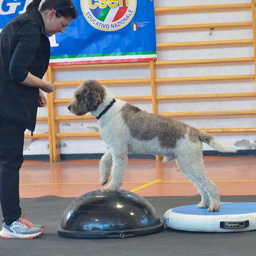 Il cane Lagotto Romagnolo dal pelo ricciuto bianco e marrone, Cosmo, esegue un esercizio di propriocezione mantenendo le zampe anteriori su una pedana a cupola nera (Bosu) e quelle posteriori su un disco gonfiabile blu, mentre guarda la sua conduttrice Barbara all'interno di una palestra con spalliere di legno.