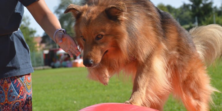 Il cane Brick è ritratto in un primo piano ravvicinato e dinamico mentre esegue un esercizio di equilibrio, poggiando saldamente le zampe anteriori su un attrezzo gonfiabile rosso da ginnastica e mantenendo la massima concentrazione emotiva e fisica.
