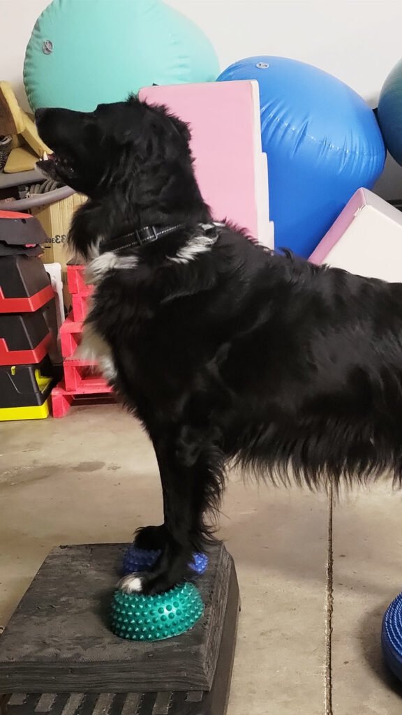 l cane nero con petto bianco Ebby (mix pastore maremmano abruzzese e border collie) è ritratto di profilo mentre posiziona con precisione le zampe anteriori sopra due semisfere propriocettive con punte (riccetti), una verde e una blu, mantenendo una postura stabile, calibrata e concentrata.