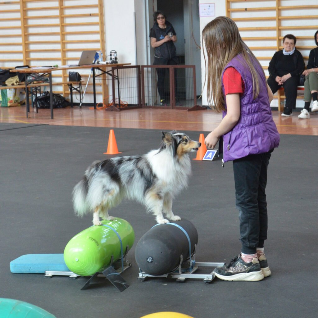 Un cane Pastore delle Shetland Blue Merle, Pixel, esegue un esercizio di Dog Balance mantenendo le zampe posteriori su un rullo gonfiabile verde e quelle anteriori su un rullo nero; il cane resta in perfetto equilibrio sugli attrezzi gonfiabili guardando con attenzione la sua giovane conduttrice Erica, che indossa un gilet viola.