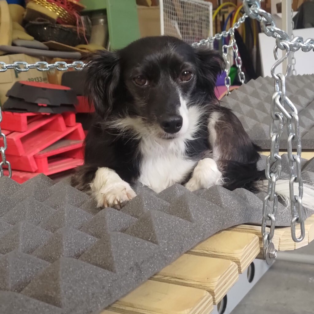 La cagnolina Gemma è sdraiata in totale relax sopra un ponte tibetano coperto da un pannello fonoassorbente grigio piramidale, guardando l'obiettivo con un'espressione serena e tranquilla.