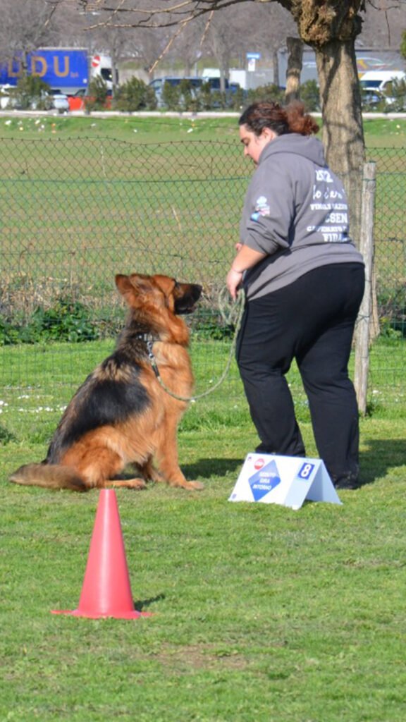 Il cane Pastore Tedesco a pelo lungo Africa è seduto sul prato durante una gara ufficiale di Rally Obedience, mantenendo un contatto visivo intenso e concentrato verso la sua conduttrice Gloria Levrini, posizionata di fianco a un cartello di stazione numerato.