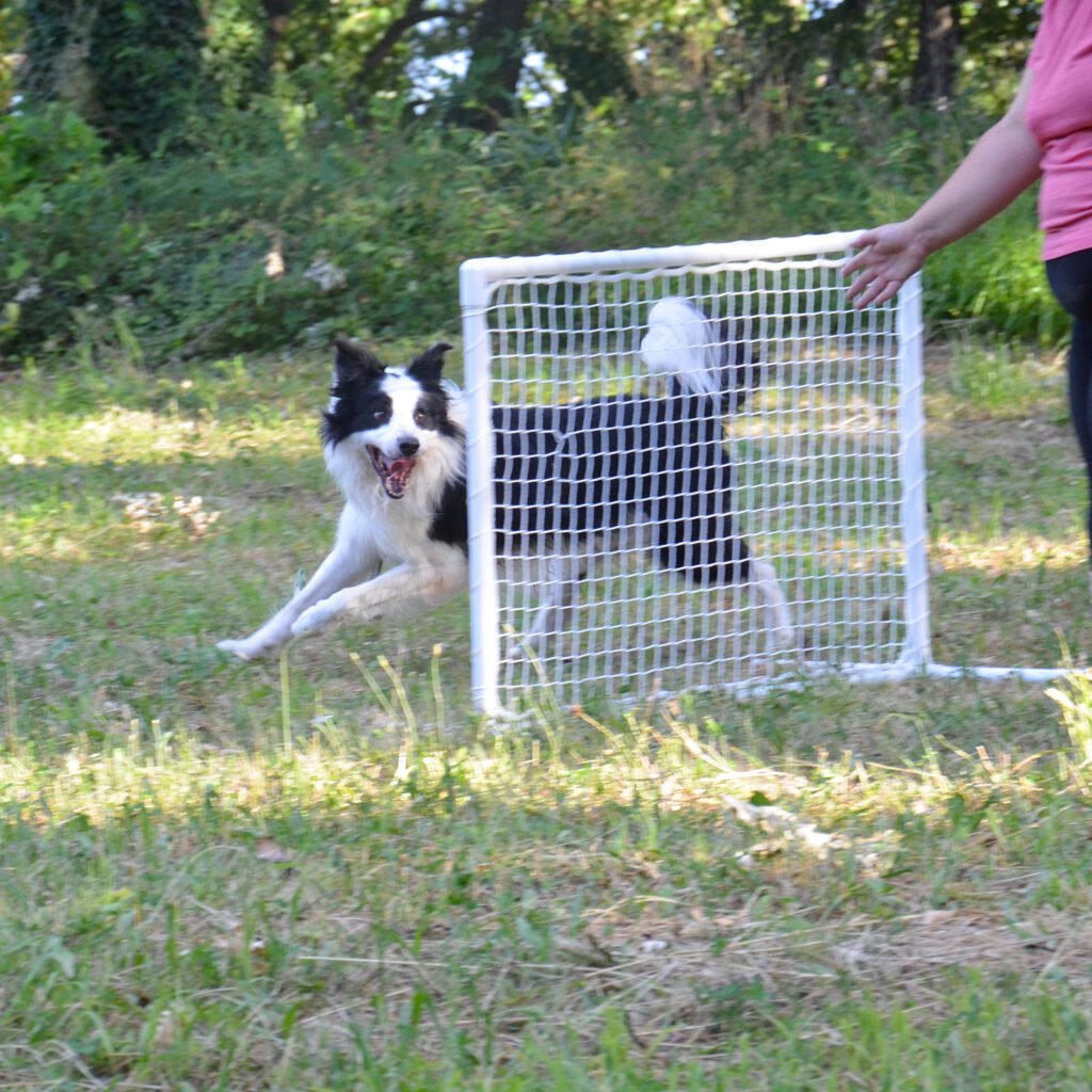 Il cane Border Collie Neko corre sul prato con un'espressione felice e la bocca aperta durante un allenamento di Hoopers, superando una barriera bianca a griglia (gate) mentre segue le indicazioni a distanza fornite dal braccio e dalla mano della conduttrice Gloria Levrini.