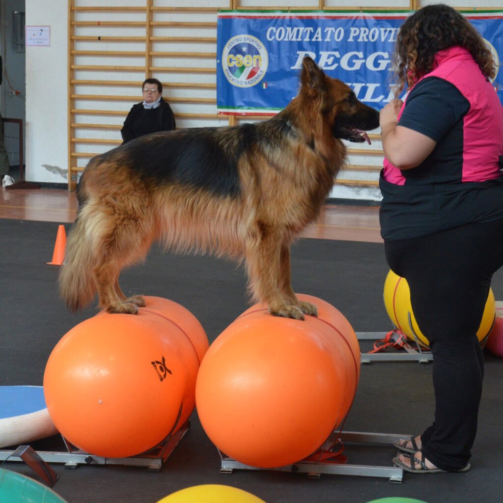 Il cane da pastore tedesco Africa esegue un esercizio di propriocezione avanzata su due attrezzi cilindrici arancioni (torpedo) durante una gara di Dog Balance. L'istruttrice e conduttrice Gloria Levrini supervisiona la postura, garantendo sicurezza, allineamento delle zampe e stabilità.
