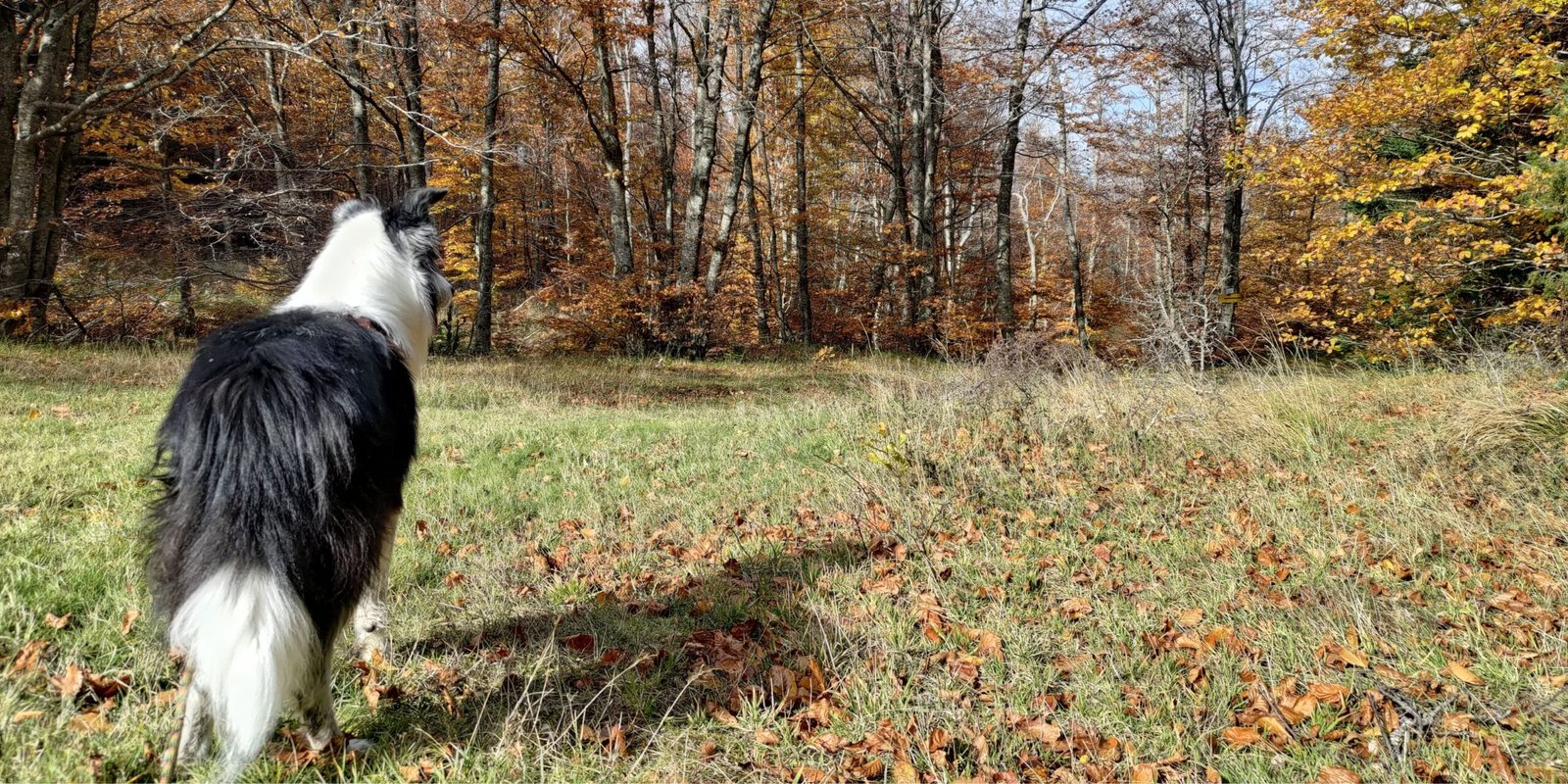 Il cane Border Collie Neko è ritratto di spalle in un prato d'erba verde e foglie secche, mentre osserva un fitto bosco con alberi dai caldi colori autunnali nei toni del giallo, dell'arancione e del marrone.