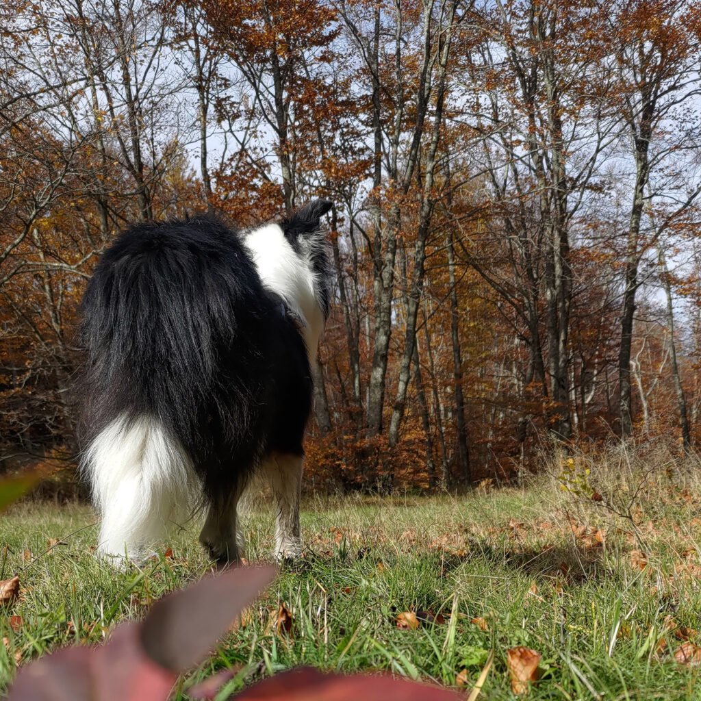 Neko, visto di spalle, osserva con calma e curiosità un bosco autunnale. La sua postura rilassata ma in attenzione simboleggia la capacità del cane di orientarsi con sicurezza nel mondo grazie a una relazione stabile.