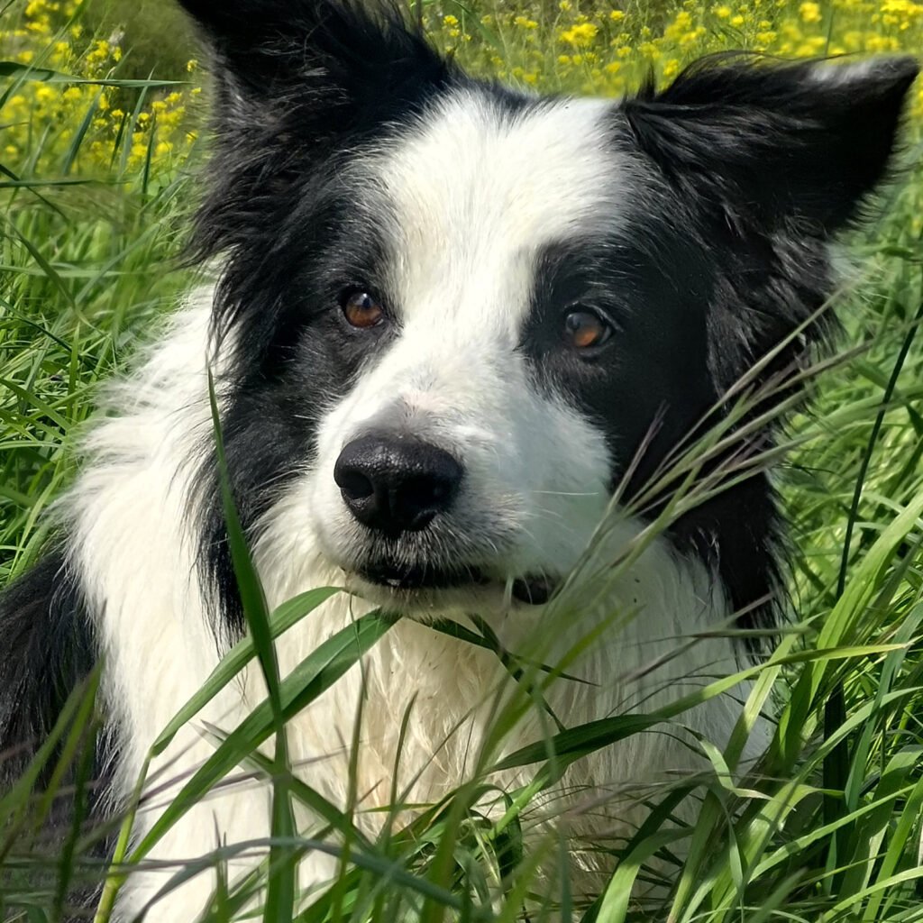 Primo piano intenso del cane border collie Neko seduto nell'erba alta, con uno sguardo fisso e penetrante rivolto verso l'obiettivo, a simboleggiare l'ascolto profondo e l'osservazione della relazione oltre il comportamento visibile.