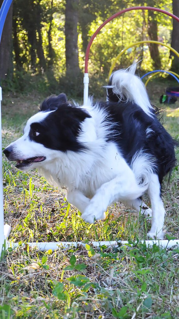 Il cane Border Collie Neko esegue una svolta stretta e veloce tra gli hoop del percorso di Hoopers, mostrando una straordinaria coordinazione motoria, muscoli tesi nello scatto e il corpo inclinato per gestire la forza centrifuga.