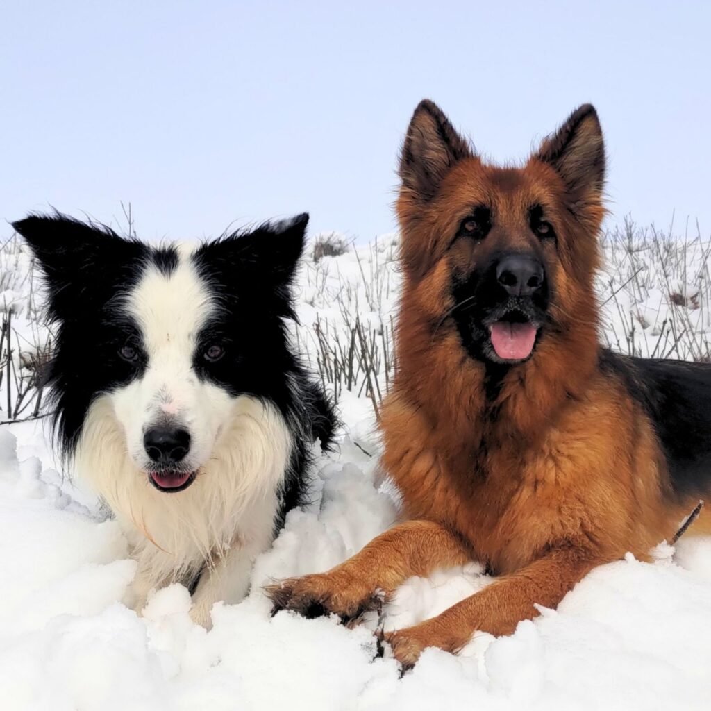 Il cane Border Collie Neko a sinistra e il cane Pastore Tedesco a pelo lungo Africa a destra sono sdraiati vicini nella neve fresca, guardando l'obiettivo con un'espressione serena.