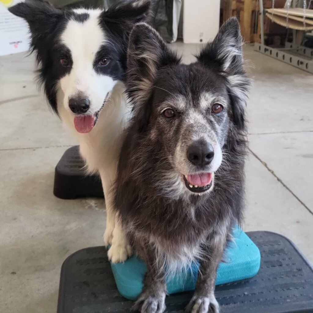 Il cane meticcio anziano Tesla è seduto in primo piano su un cuscino propriocettivo azzurro all'interno di una palestra per cani, mentre il Border Collie Neko si trova subito dietro, con le zampe anteriori sullo stesso cuscino propriocettivo. Entrambi sono rivolti in avanti con un'espressione serena e a bocca aperta.