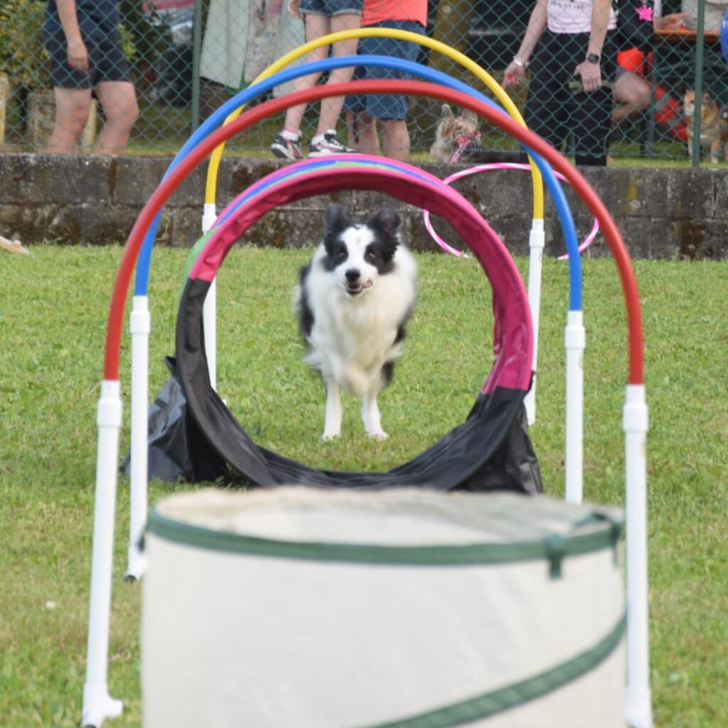 Il Border Collie Neko corre con agilità attraverso una sequenza di archi colorati durante un allenamento di Hoopers. La foto mostra la fluidità del movimento e l'autonomia del cane nel gestire il percorso a distanza.