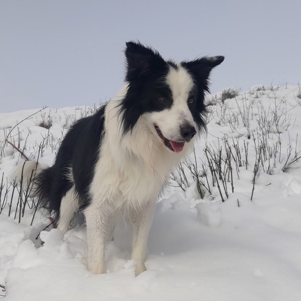 Il Border Collie Neko ritratto di profilo mentre è fermo in un paesaggio innevato. Il cane guarda verso il basso con un'espressione attenta e vigile.
