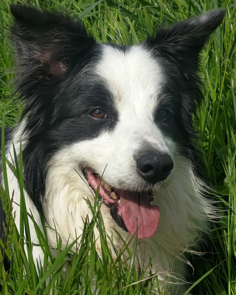Un primo piano ravvicinato del Border Collie Neko, ritratto felice a bocca aperta e con la lingua di fuori, immerso nel verde dell'erba alta in una giornata luminosa.