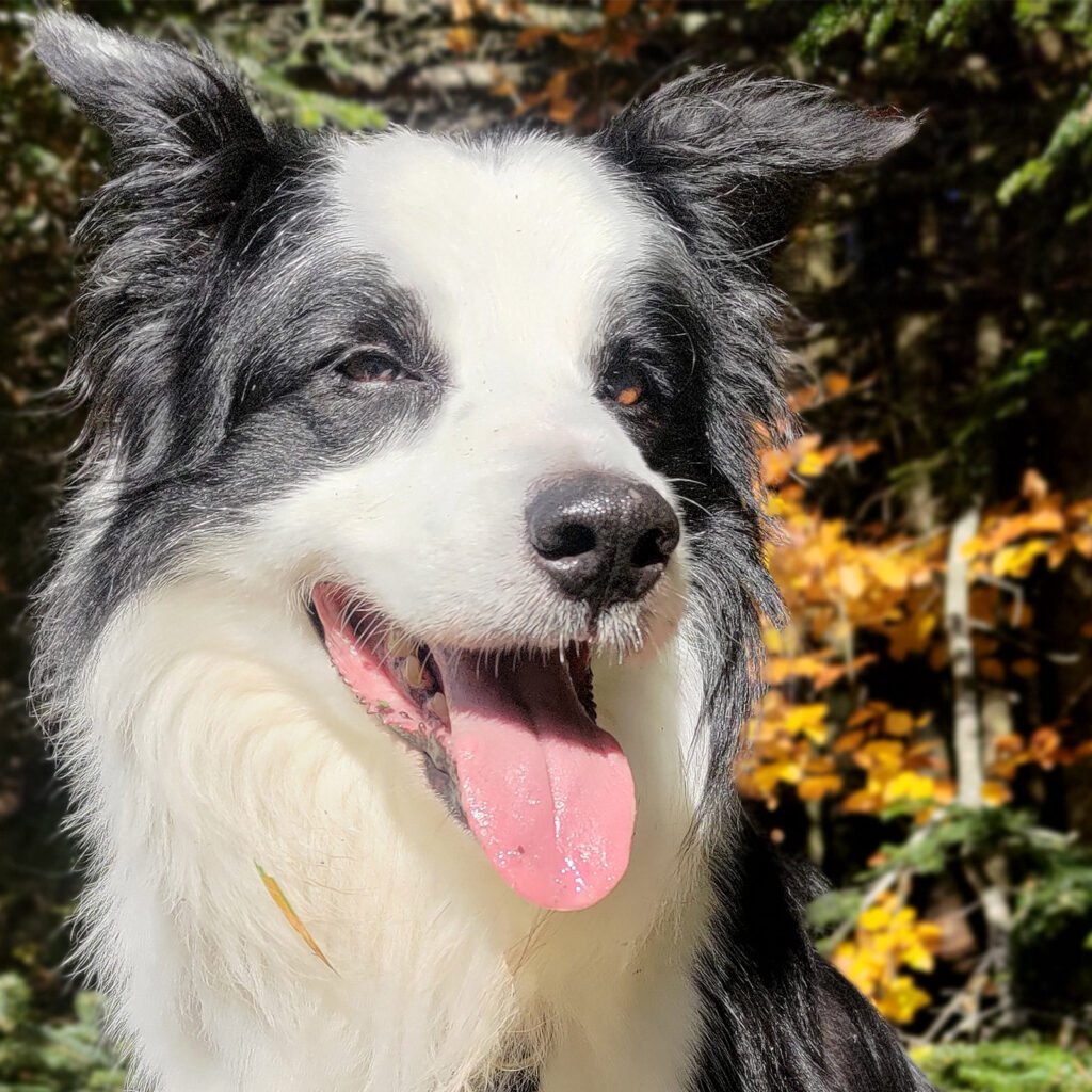 Il Border Collie Neko in un primo piano, ritratto all'aperto in una giornata autunnale. Il cane ha un'espressione visibilmente serena e rilassata, con la lingua fuori e lo sguardo disteso. L'immagine trasmette una vitalità resiliente e un profondo equilibrio olistico in un contesto naturale.