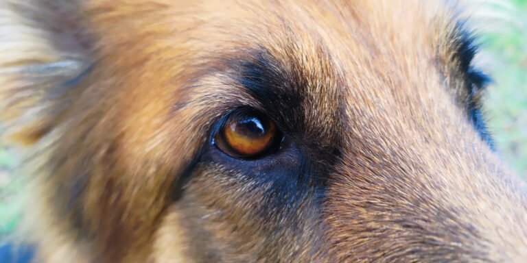 Un primissimo piano macro dell'occhio ambrato della cagnolona Pastore Tedesco a pelo lungo Africa, circondato dal pelo focato e nero, che esprime uno sguardo intenso, attento e profondo.