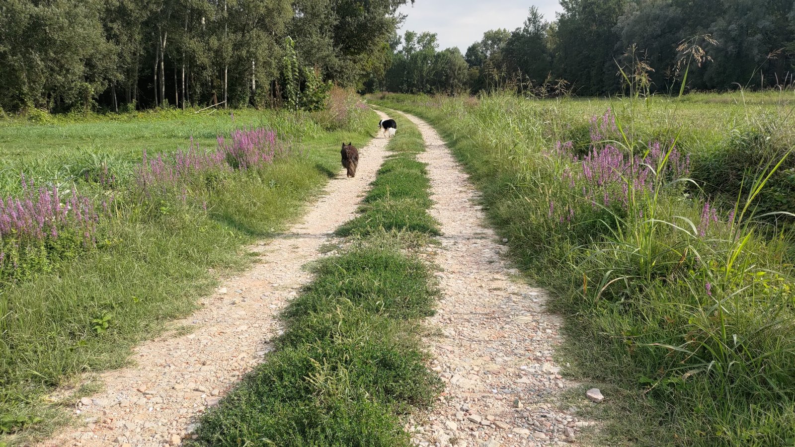 Due cani camminano liberi su un sentiero sterrato tra fiori viola e alberi, rappresentando il cammino condiviso e l'approccio ecocentrico alla cinofilia.