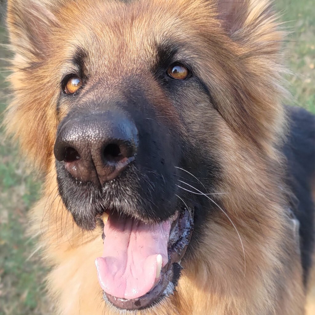 Un primissimo piano ravvicinato e intenso del volto di Africa, un Pastore Tedesco a pelo lungo. Il cane ha uno sguardo gioioso e tenero rivolto verso l'obiettivo, con la bocca aperta in un'espressione di puro benessere. Lo sfondo è completamente sfocato per mettere in risalto l'identità unica del soggetto.