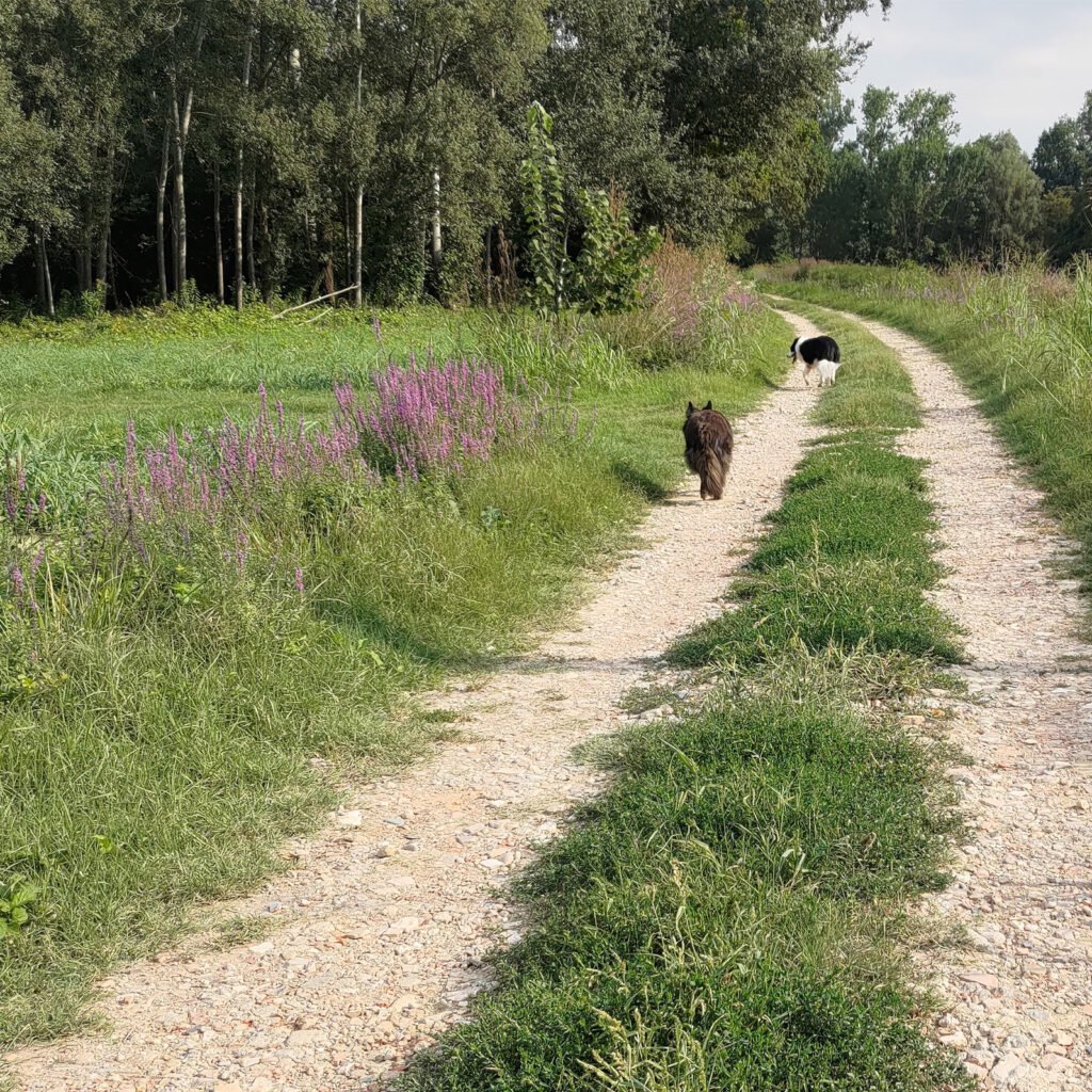 Un sentiero erboso che si snoda nella natura con due cani che camminano liberi in avanti, rappresentando il percorso verso le origini e i fondamenti dell'approccio ecocentrico.