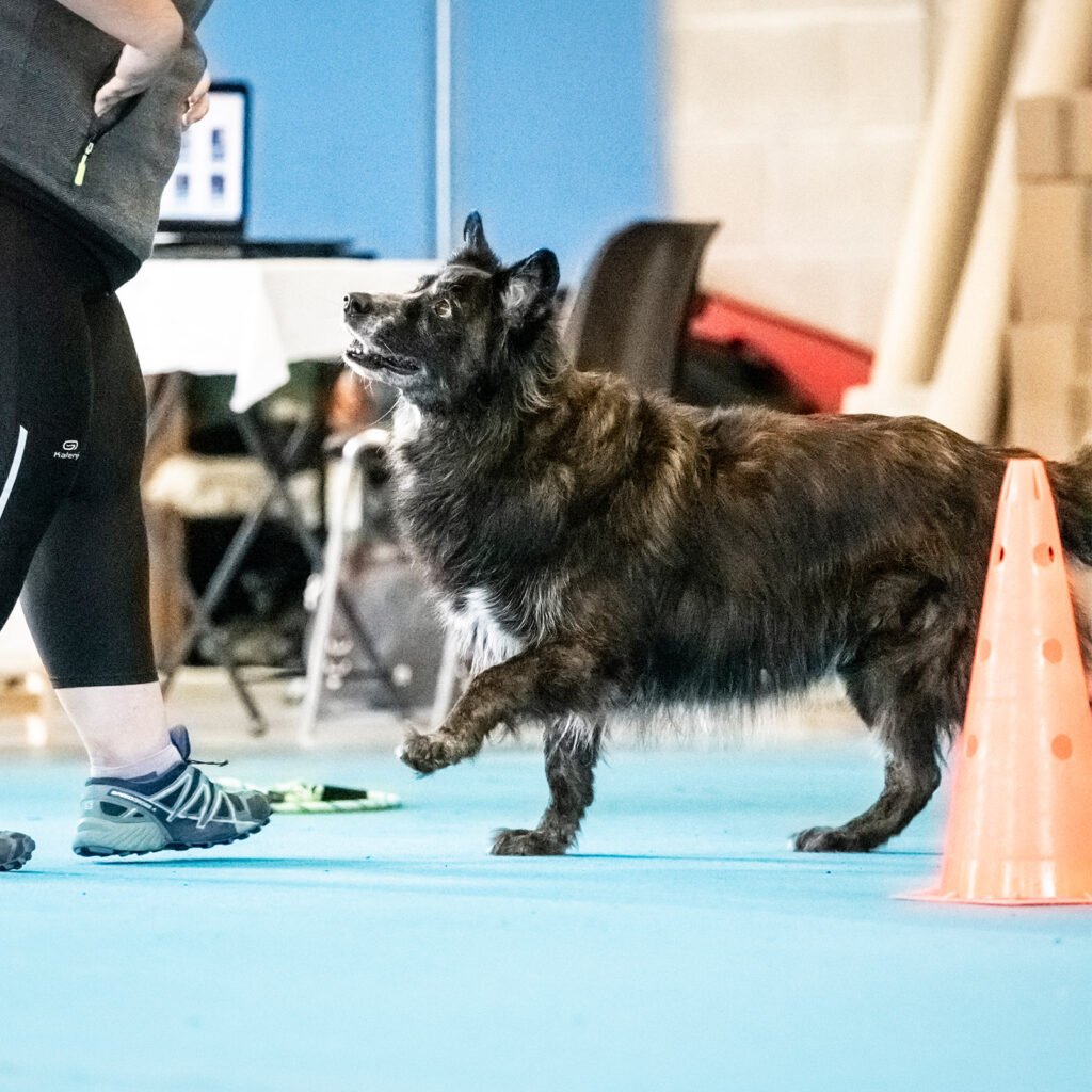 Il cane Tesla catturato in un momento di gioia esplosiva e fierezza al termine di un esercizio. La sua postura dinamica e l'espressione radiosa mostrano l'aumento di autostima e benessere che il movimento consapevole porta nel cane.