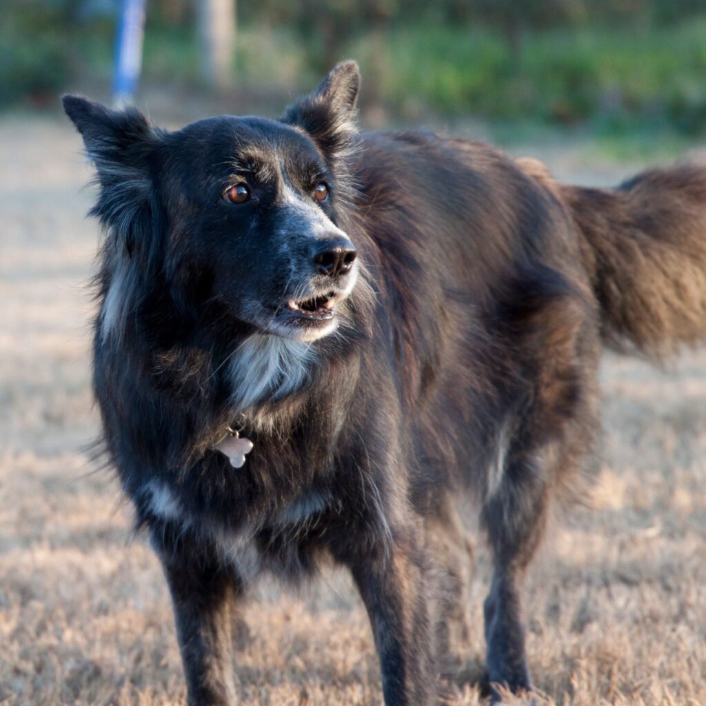 Un primo piano intenso del cane meticcio Tesla, con il mantello bruni e screziato di marrone, mentre guarda dritto davanti a sé con un'espressione preoccupata e gli occhi castani lucidi e profondi.