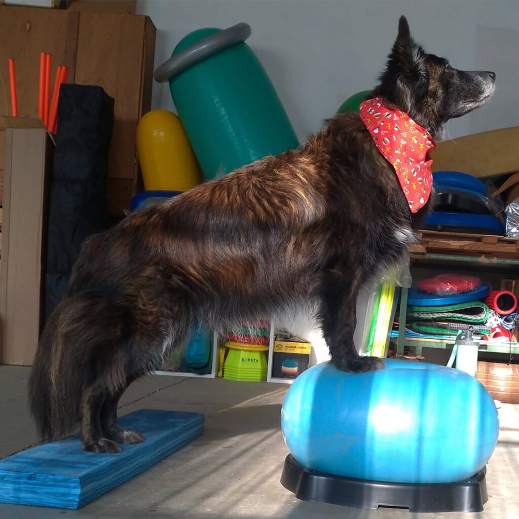 Il cane Tesla in una postura controllata di Dog Balance, con le zampe anteriori su una palla blu e le posteriori su una tavola propriocettiva, mostrando equilibrio, controllo motorio e una mente attenta nel movimento.