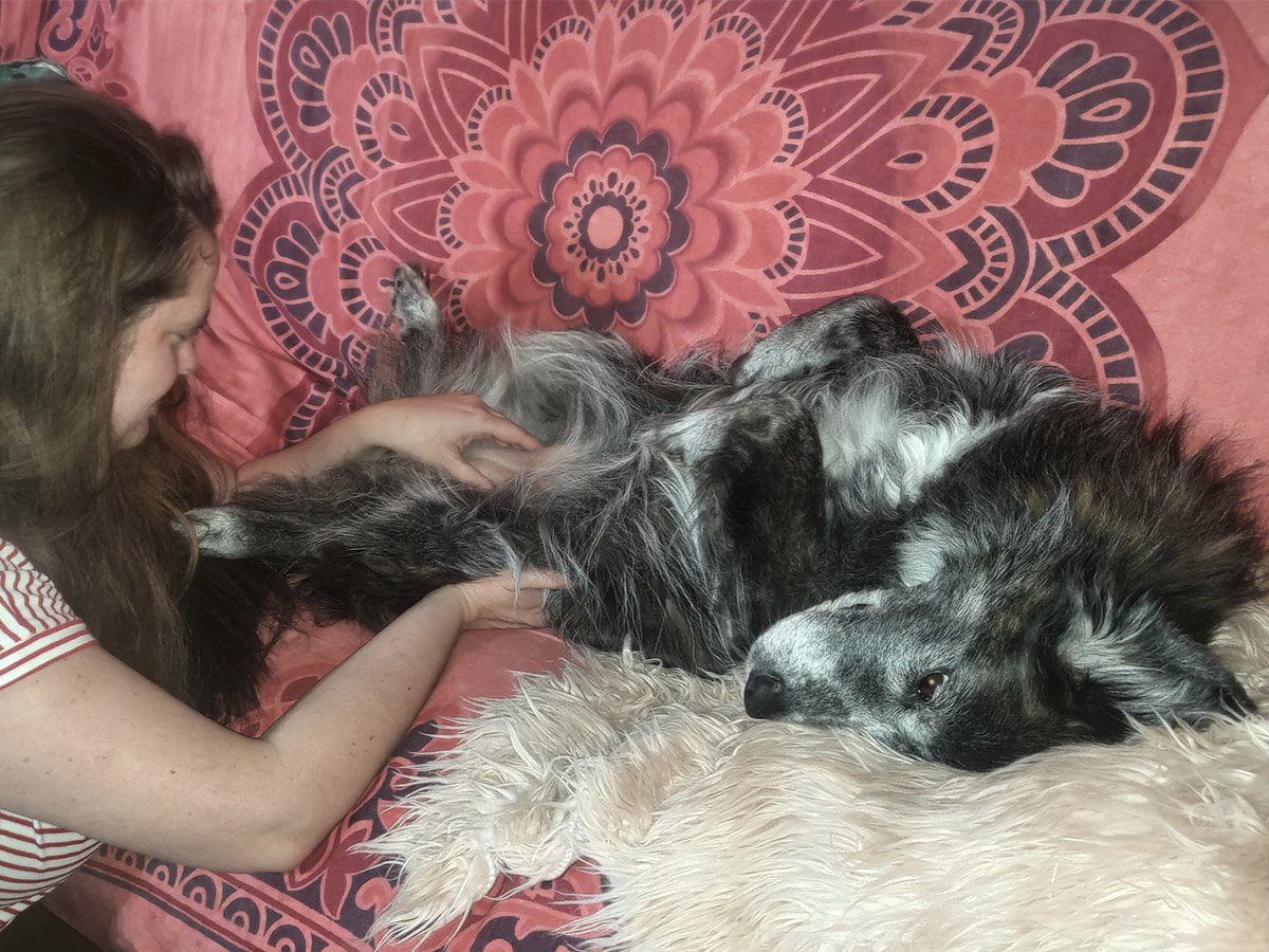 Il cane anziano Tesla durante una sessione di osteopatia viscerale con Isabella Arvedi. Il cane è disteso sulla schiena in totale abbandono e fiducia mentre l'osteopata tratta con delicatezza la zona del pavimento pelvico e della vescica.