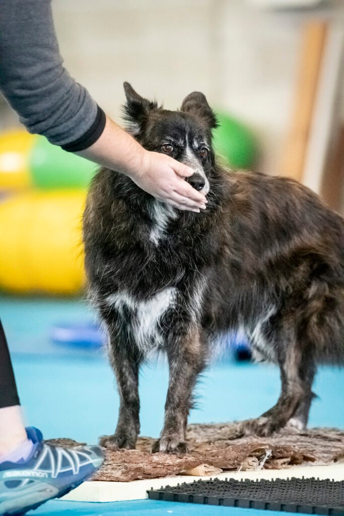 La cagnolina meticcia Tesla è ritratta in piedi su una superficie di cortecce ed elementi sensoriali durante la finale nazionale di dog balance del 2019, mentre riceve un delicato supporto dalla mano della sua conduttrice Gloria Levrini, mantenendo uno sguardo attento e focalizzato.