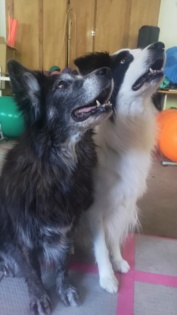 La cagnolina meticcia anziana Tesla e il Border Collie Neko sono seduti fianco a fianco su un airtrack grigio e rosa in palestra, con i musetti rivolti verso l'alto e gli sguardi intensamente attenti, focalizzati e desiderosi di iniziare l'allenamento.