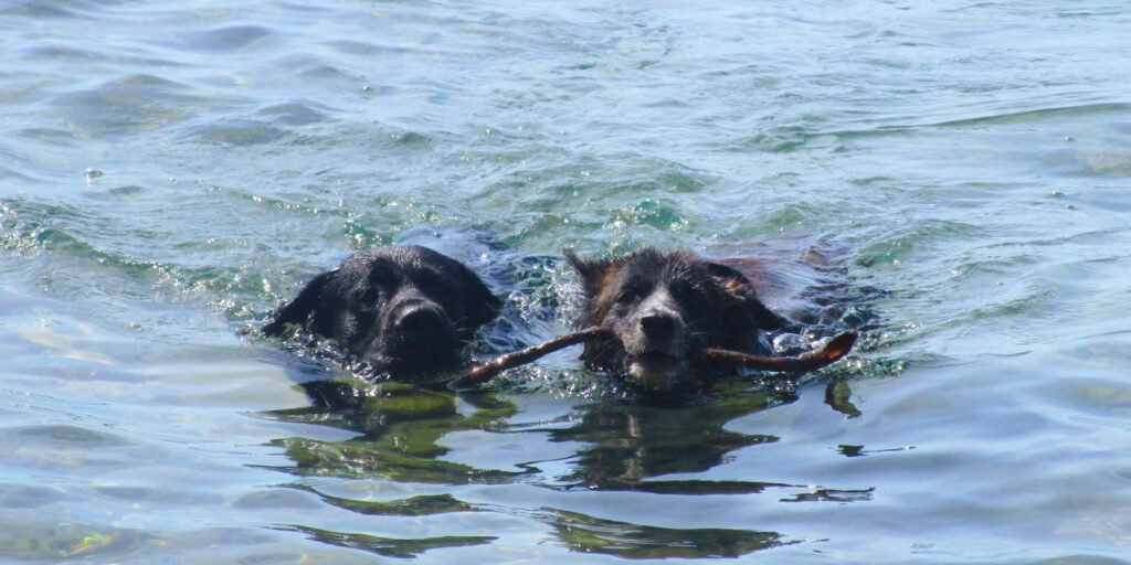 Un cane nero a pelo corto simil-labrador e Tesla, cane scuro e bruno a pelo lungo, nuotano insieme e in sintonia nell'acqua limpida di un lago. Il cane di destra (Tesla) tiene un ramo in bocca. Entrambi sono orientati in avanti, mostrando uno stato di gioia e condivisione dell'ambiente naturale.