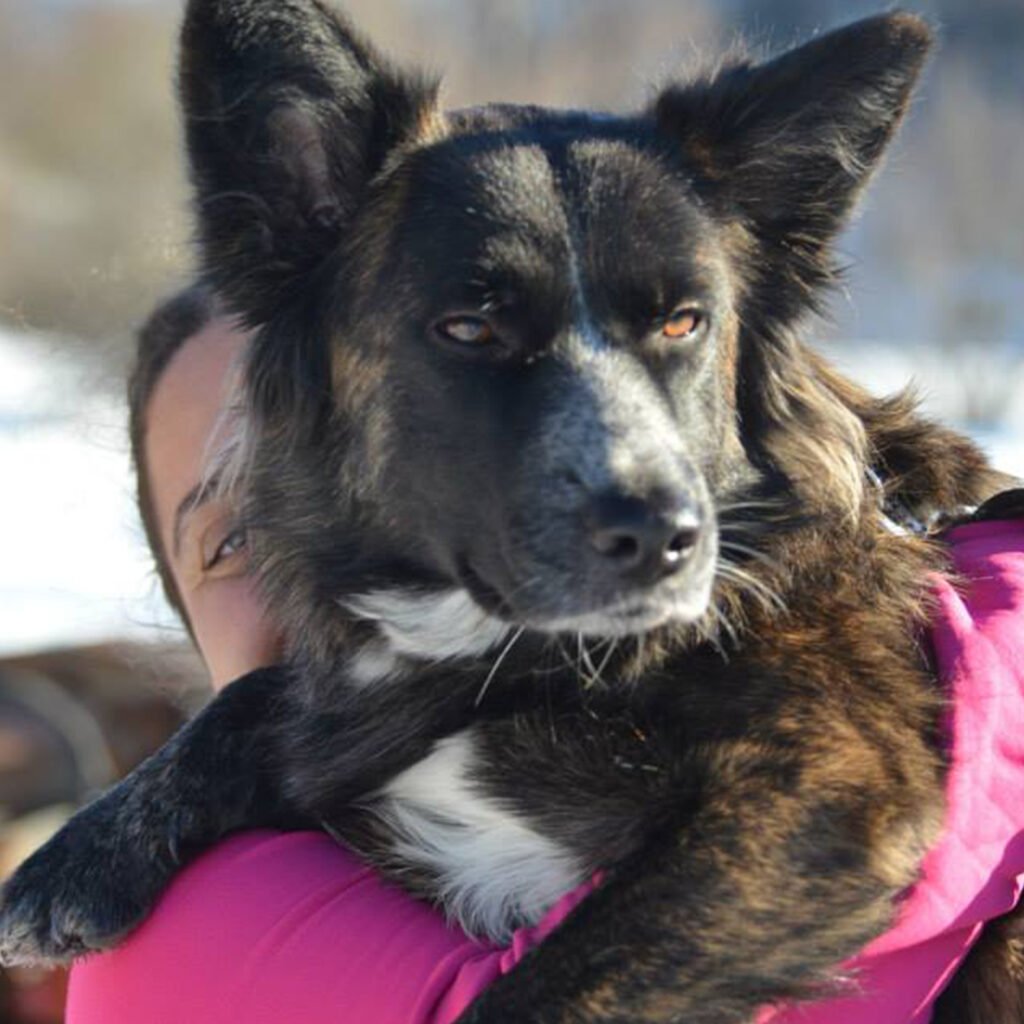Un momento di estrema dolcezza tra Gloria e Tesla, tenuta teneramente in braccio. Il contatto fisico e la calma del cane rappresentano il traguardo finale di Kinari: una relazione solida, basata sulla fiducia assoluta e sulla protezione reciproca.