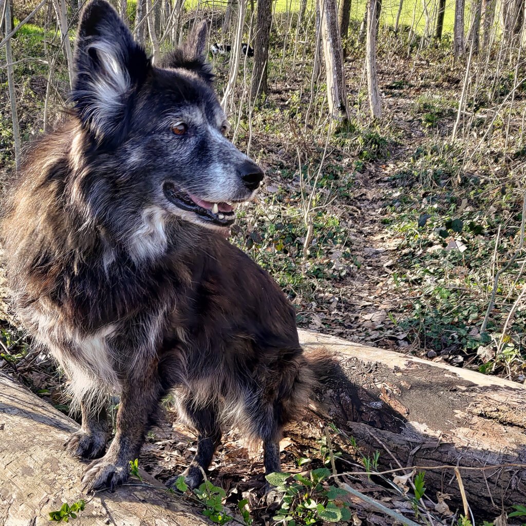 Il cane Tesla in equilibrio su un tronco caduto in un bosco soleggiato. Il cane è fermo e attento, con lo sguardo rivolto verso l'ambiente circostante, a simboleggiare la consapevolezza del corpo e l'ascolto dei segnali naturali.