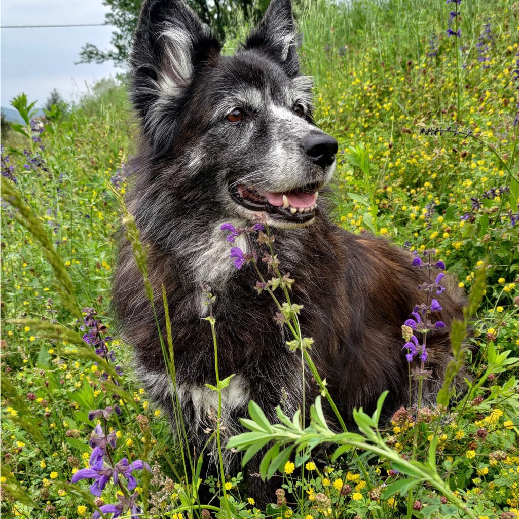 Il cane Tesla seduto serenamente immerso in un prato fiorito di salvia selvatica e fiori gialli, con uno sguardo rivolto verso l'orizzonte, a simboleggiare la percezione sottile e il benessere profondo radicato nell'interconnessione con l'ecosistema.