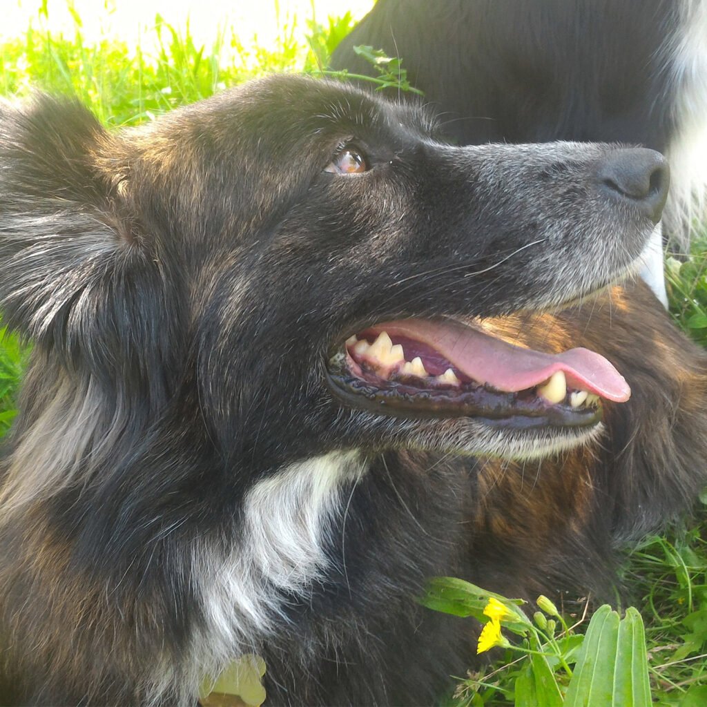 Un primo piano di profilo del cane meticcio Tesla, sdraiata nell'erba verde accanto a dei fiorellini gialli e a un cane Border Collie. Il cane ha la bocca aperta in un'espressione serena e lo sguardo rivolto intensamente verso l'alto alla ricerca della sua compagna umana Gloria Levrini.