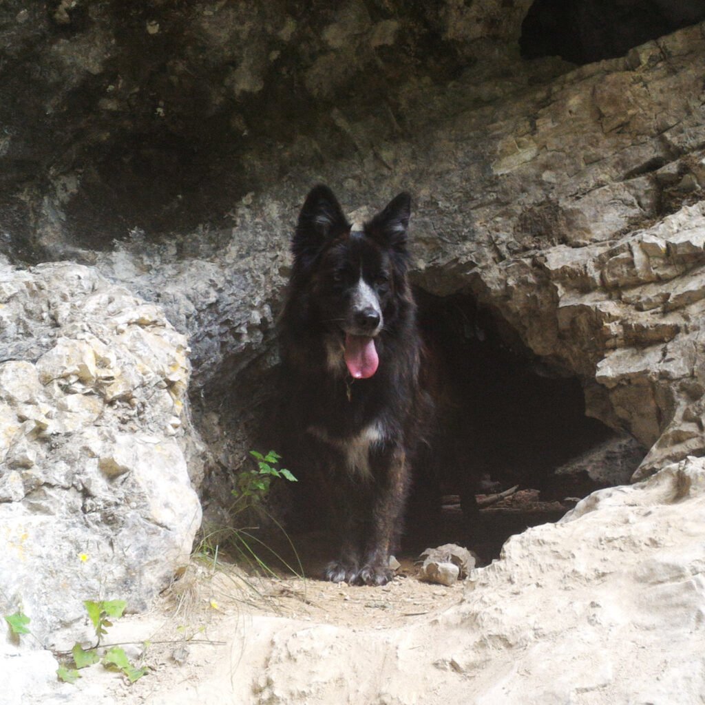 Il cane Tesla inquadrato all'ingresso di una grotta naturale, circondata da rocce aspre e zone d'ombra. La sua presenza vigile comunica forza, mistero e la capacità di abitare e comprendere i lati meno esplorati dell'esistenza.
