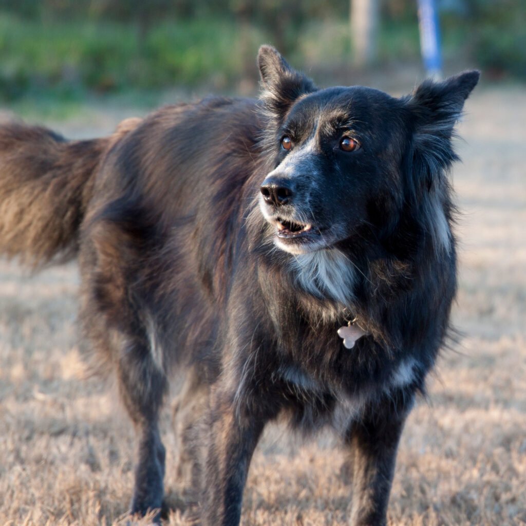 Un ritratto storico del cane Tesla a Padova, nel momento di massima reattività. La sua espressione tesa comunica preoccupazione e disagio verso l'ambiente, ma allo stesso tempo una determinazione e una fermezza profonde e indomite.