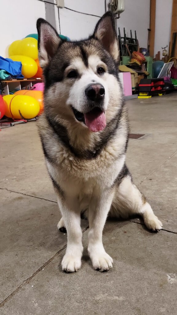 Il cane Alaskan Malamute Zeus è seduto sul pavimento di una palestra cinofila mostrando un evidente compenso posturale, con la zampa posteriore sinistra visibilmente allargata e non allineata rispetto all'asse del corpo.
