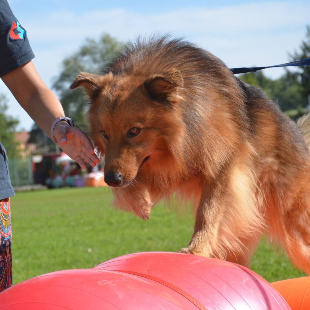 Il cane Brick affronta un percorso dinamico alto composto da torpedo di diversa misura e un pinut di colore rosso. La foto, scattata in campo, mostra il cane in un momento di grande attivazione muscolare e stabilità mentre si coordina con la guida della sua conduttrice Cinzia Carella. Qui Brick è simbolo di potenza e di un'ottima preparazione atletica ottenuta tramite un lavoro non solo fisico ma anche mentale ed emotivo.