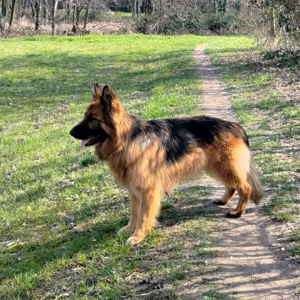 Il cane Pastore Tedesco Africa a pelo lungo è ritratto di profilo su un sentiero sterrato in mezzo a un prato, con le orecchie tese in avanti e lo sguardo focalizzato verso un punto lontano, in un atteggiamento di ascolto e attenzione verso l'ambiente.