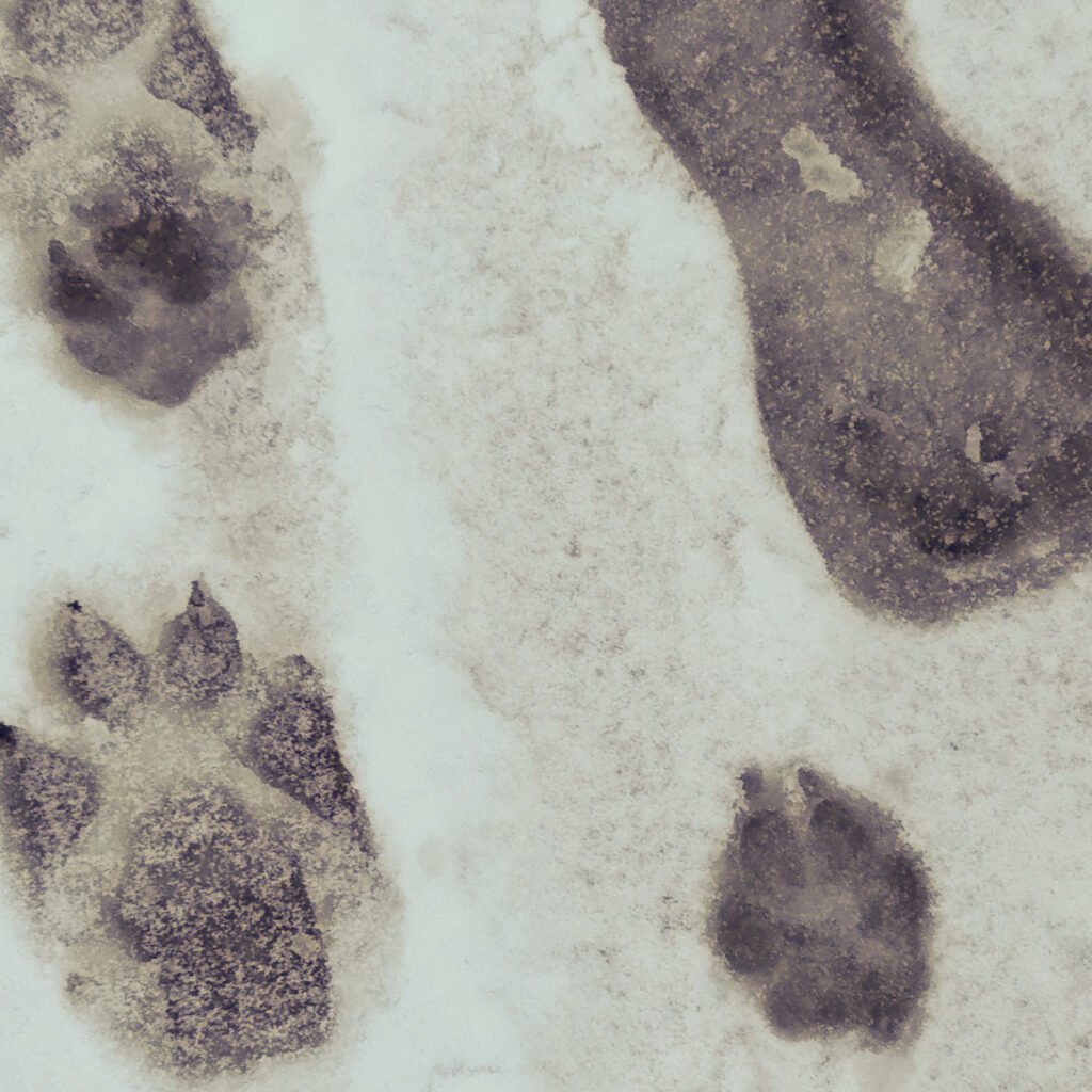Tracce di impronte di zampe di cane impresse sulla superficie bagnata e testurizzata del sentiero, simbolo del passaggio, della complessità dell'interazione e della vicinanza persistente tra cane e ambiente.