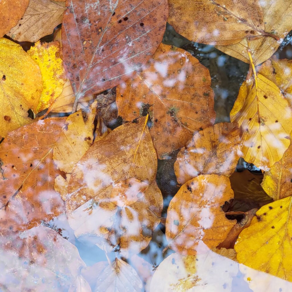 Foglie autunnali immerse nell'acqua limpida con riflessi del cielo, simbolo dell'approccio ecocentrico e del legame profondo tra cane, essere umano e ambiente.