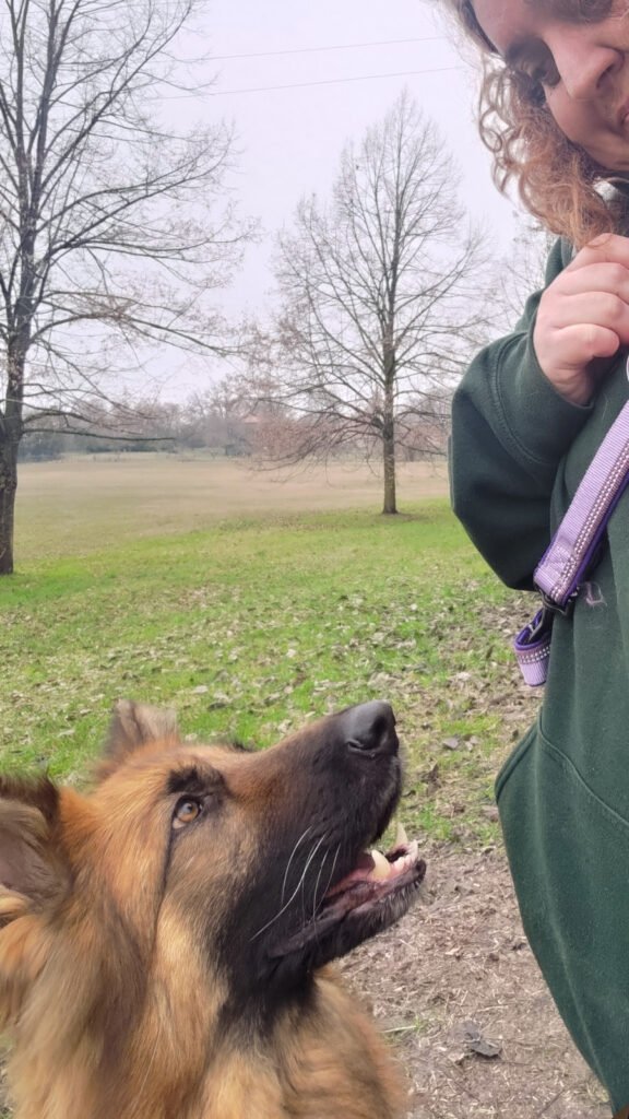 Un'inquadratura verticale in un prato all'aperto che mostra la cagnolina Pastore Tedesco Africa dal basso mentre guarda intensamente verso l'alto, con la bocca leggermente aperta, incrociando lo sguardo complice e sereno della sua conduttrice Gloria Levrini, visibile parzialmente di profilo sulla destra.