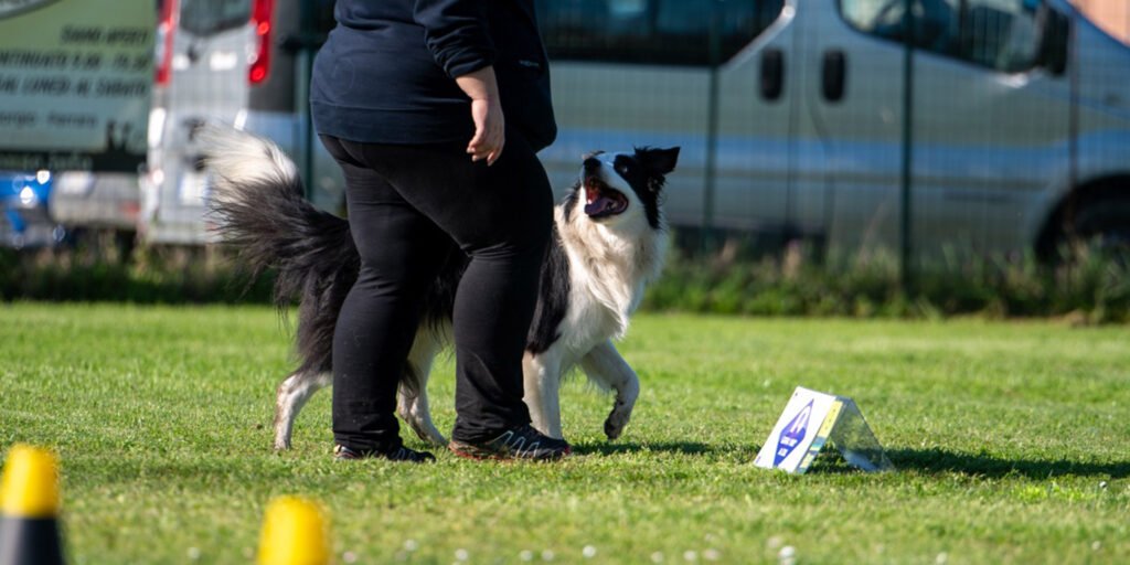 Il cane Border Collie Neko esegue una condotta a sinistra durante una gara ufficiale di Rally Obedience a Ferrara; il cane cammina sull'erba guardando verso l'alto con massima concentrazione, attenzione e bocca aperta, mentre supera un cartello di stazione regolamentare.