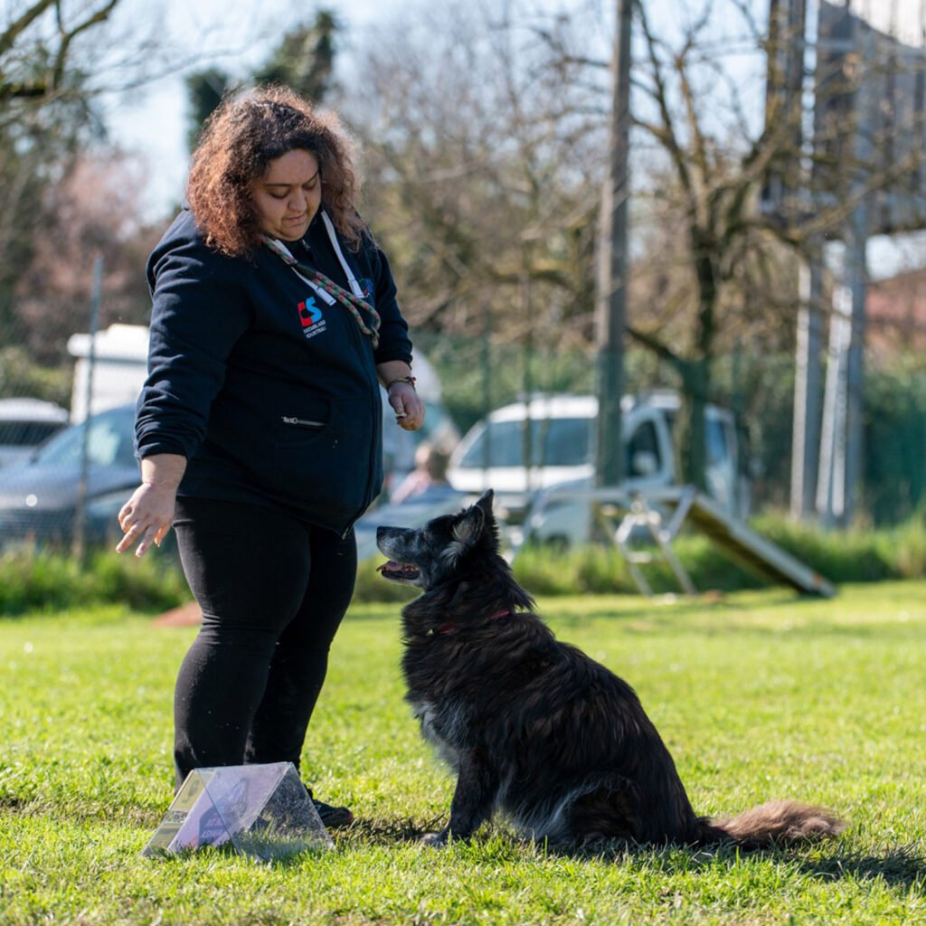 Il cane meticcio Tesla in un momento di Rally Obedience: il cane è seduto di fronte a Gloria Levrini, sua conduttrice, mantenendo un contatto visivo intenso e gioioso. L'immagine cattura la precisione e la solarità della collaborazione sportiva che resta viva anche in un cane anziano.