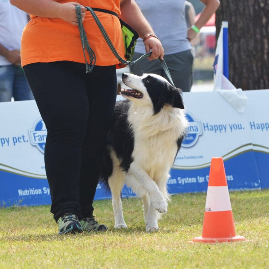 Gloria Levrini e il cane Border Collie Neko in un momento di profonda connessione e attesa prima di iniziare l'attività. Lo sguardo del cane verso l'umana esprime fiducia, intesa e preparazione mentale al movimento condiviso.