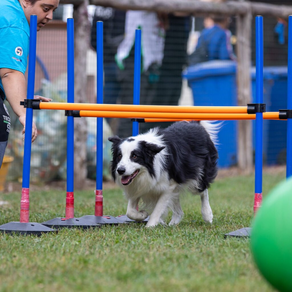 Il cane Neko, un Border Collie bianco e nero, attraversa con estrema precisione e calma un percorso di cavalletti azzurri e arancioni. L'esercizio prevede che il cane passi sotto le astine arancioni orizzontali abbassando il baricentro e flettendo le zampe facendo una sorta di passo abbassato e quasi strisciato a terra. L'immagine cattura la coordinazione motoria e la gestione consapevole dello spazio durante una sessione di propriocezione.