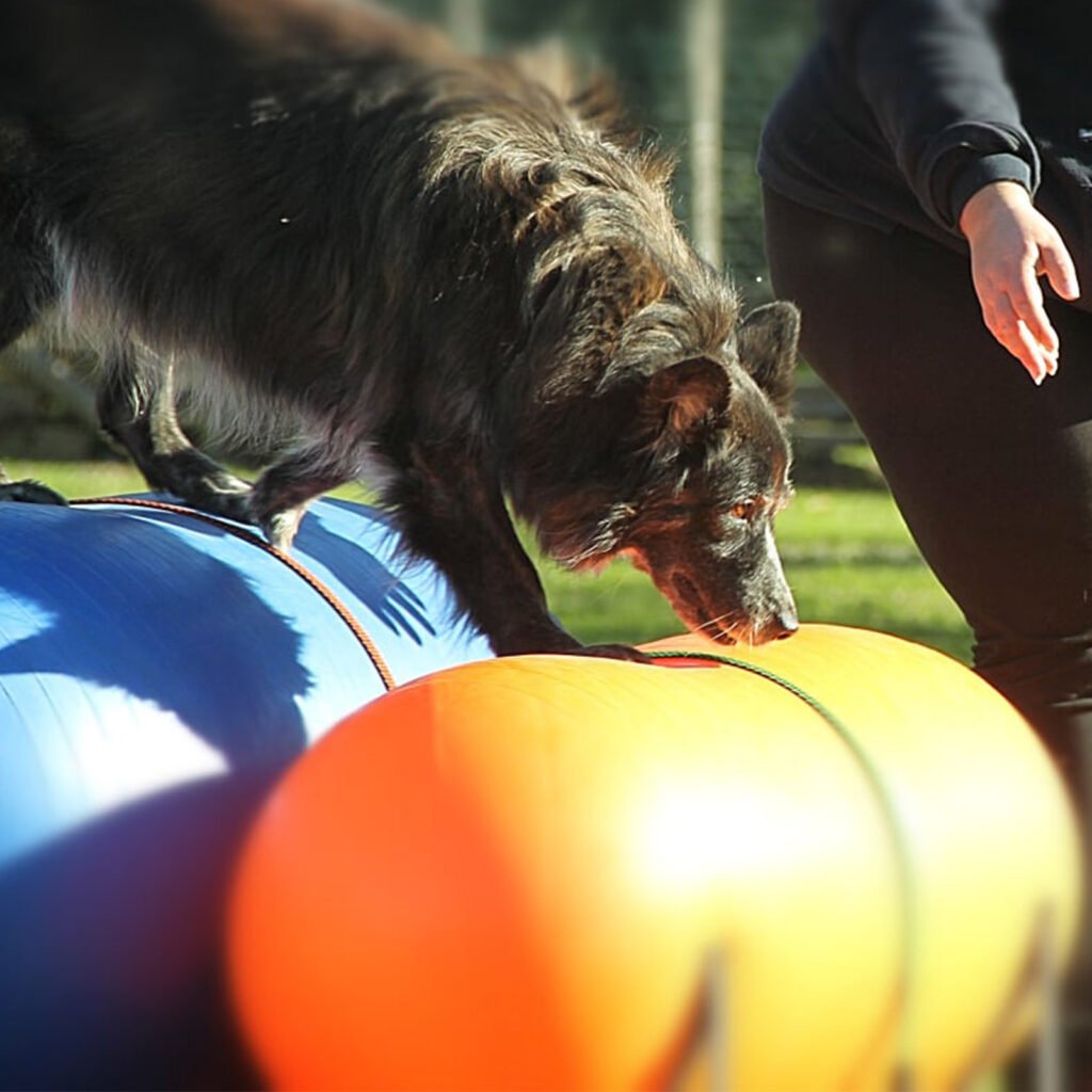 Dettaglio dell'esecuzione dell'esercizio dinamico alto durante una gara di Dog Balance. Il cane Tesla mantiene un equilibrio dinamico, supportata con cura dall'istruttrice e conduttrice Gloria Levrini.