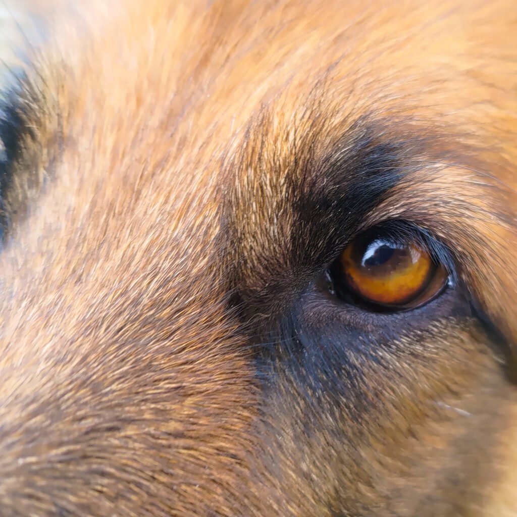 Dettaglio ravvicinato (macro) dell'occhio ambrato di un cane da pastore tedesco che guarda con intensità, rappresentando il contatto visivo e la connessione profonda nel binomio cane-umano.